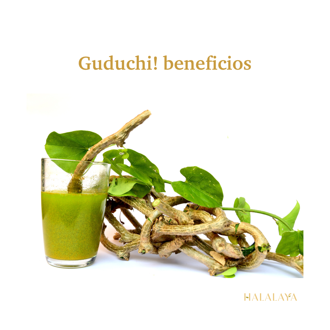 Guduchi: Una Planta Medicinal Llena de Beneficios