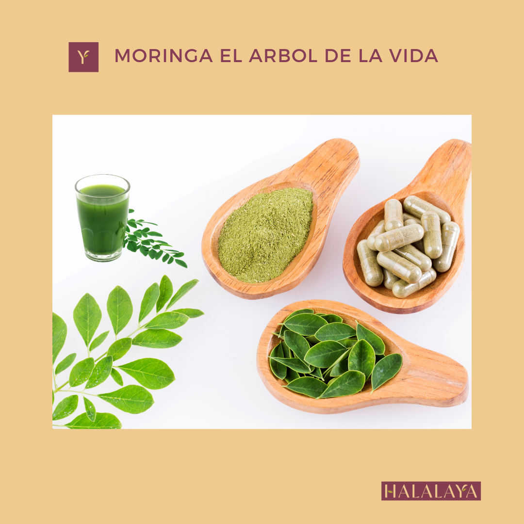 Moringa, el árbol de la eterna juventud