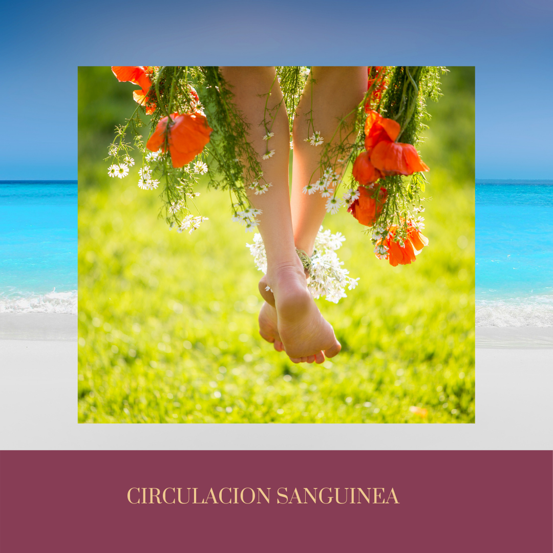 El verano y la Circulación sanguínea